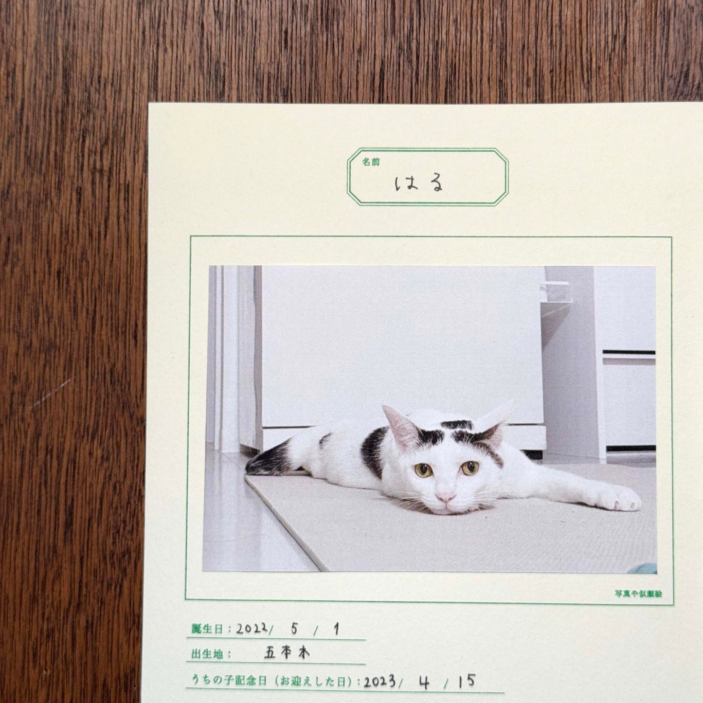 UCHINOKO Notebook (5 pcs)